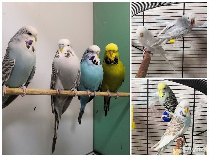 Волнистый попугай