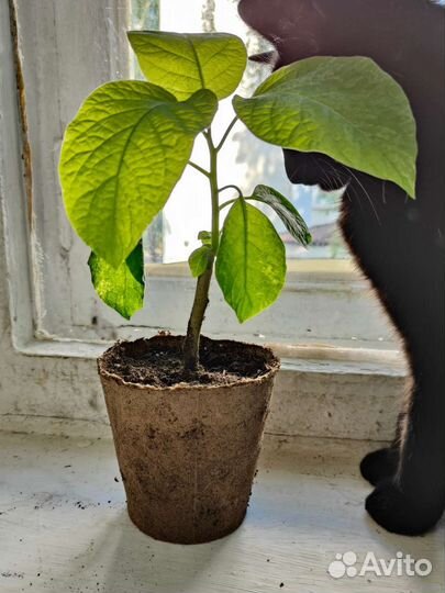 Бругмансия