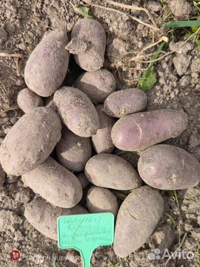 Продам картофель на посадку Сарпо мира, Друид