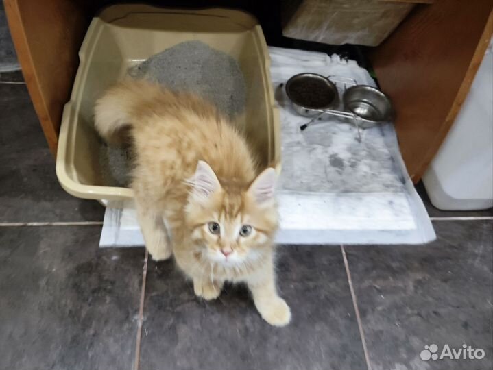 Котёнок Мейн-кун