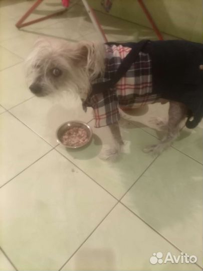 Фарш говяжий. Корм для собак