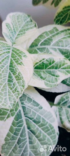 Фиттония Angel Snow гигант