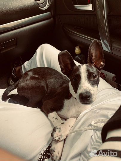 Щенки ксолоитцкуинтли