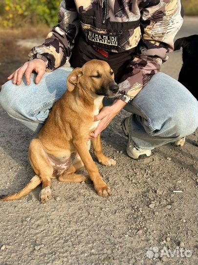 Щенок в добрые руки бесплатно