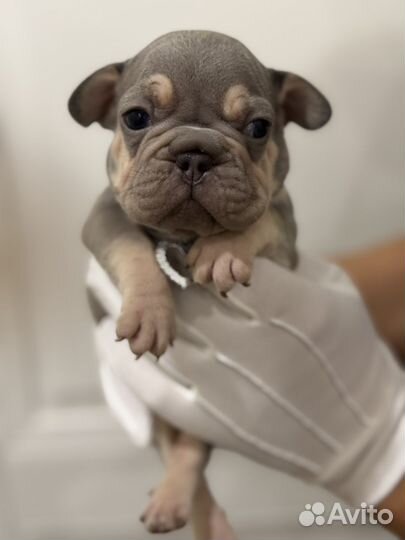 Бигроп мальчик и девока