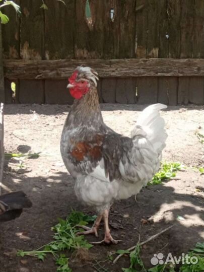 Куры молодые