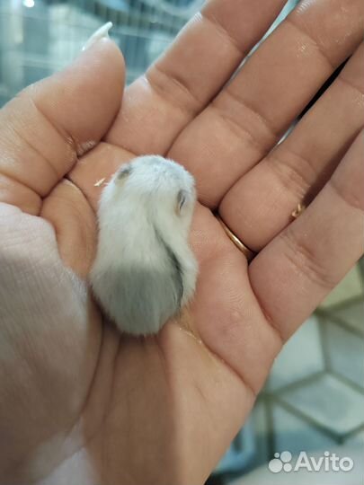 Ручные джунгарские хомяки