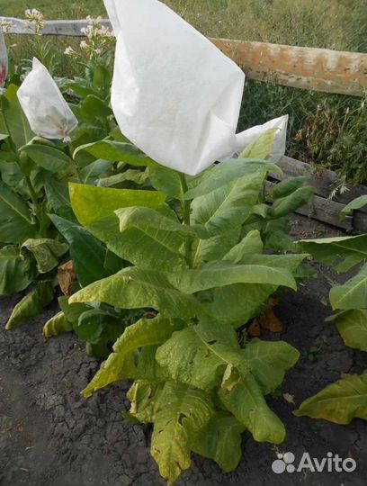 Семена табака