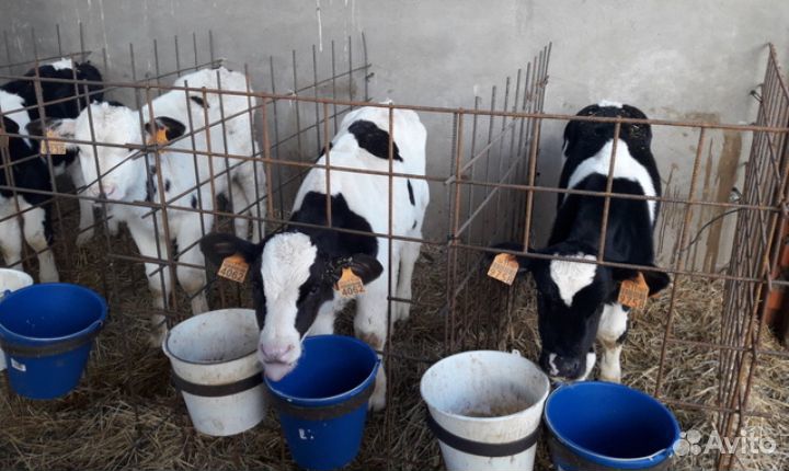 Телята бычки