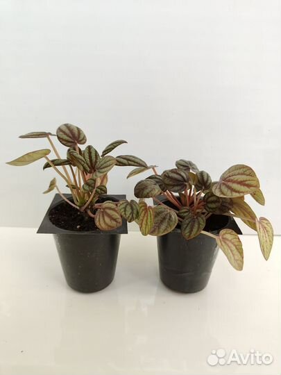 Пеперомия Пиккола Банда