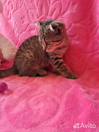 Шотландская вислоухая