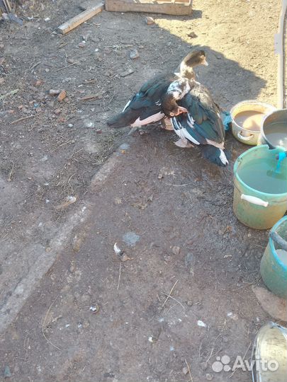 Мускусные утки тяжелые линии