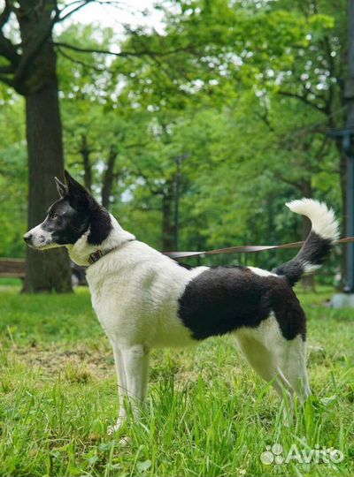 Собаки бесплатно из приюта