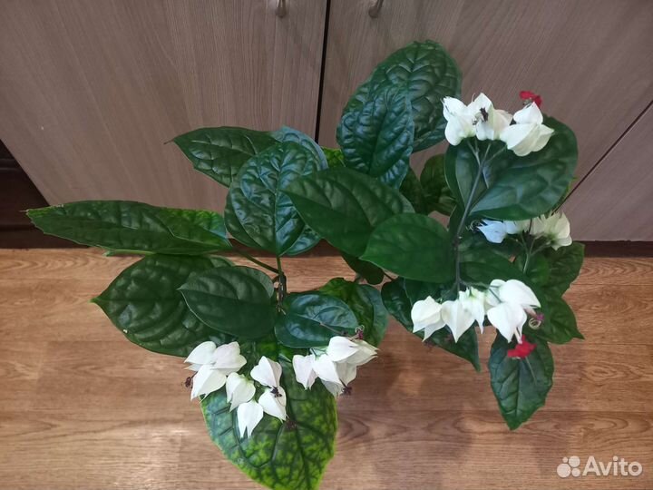 Комнатные цветы