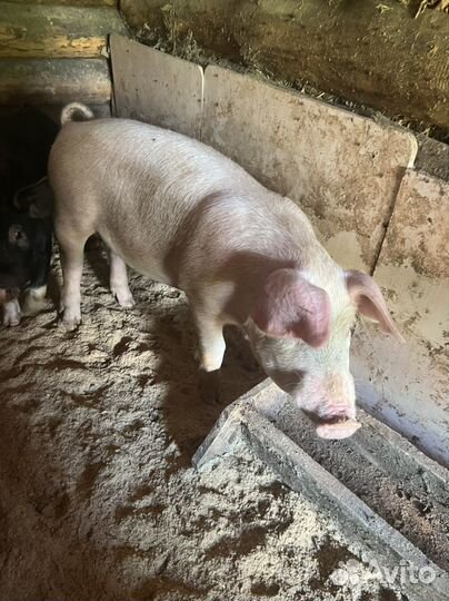 Хряк на племя