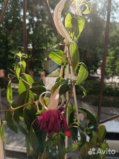 Пеларгонии Фуксии