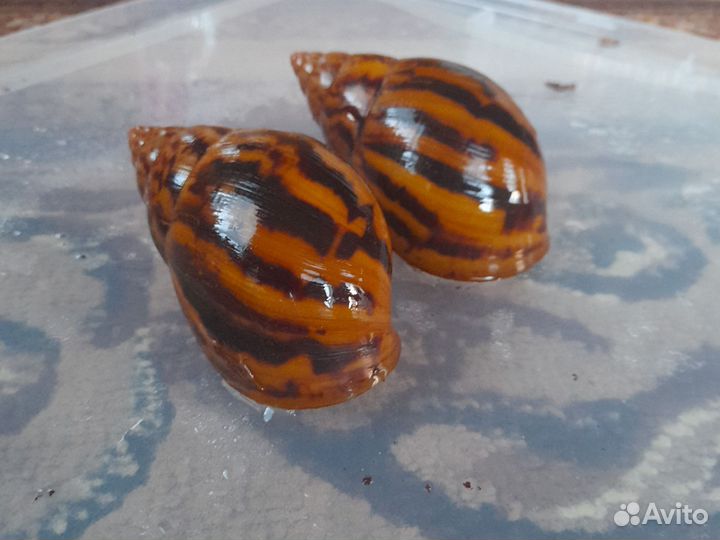 Улитки разных видов