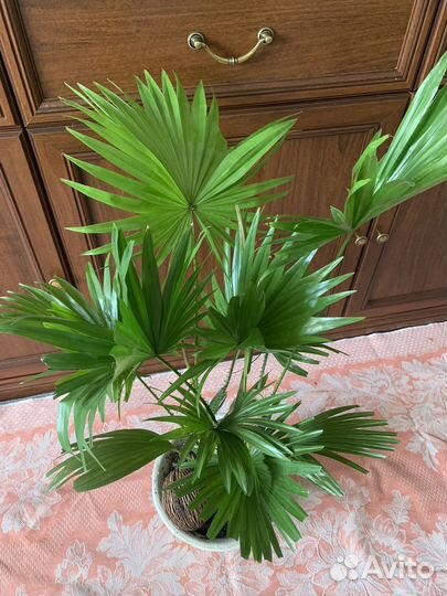 Пальма ливистона