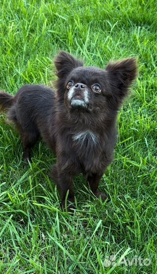 Шоколадный Пончик