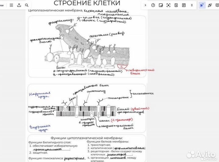 Репетитор по биологии