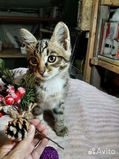 В добрые руки