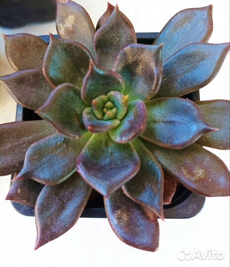 Эхеверия,суккуленты, растения, флорариум