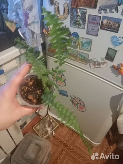 Фикус и папаротник