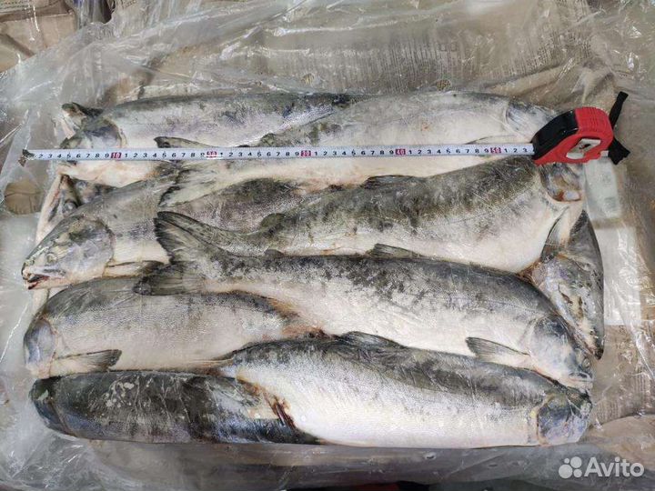 Горбуша дальневосточная