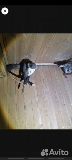 Лесные птицы/чучела