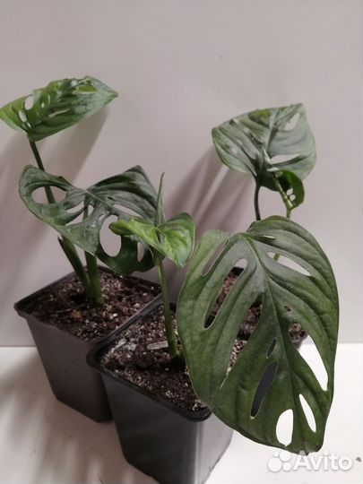 Монстера Манки