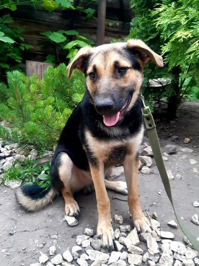 Щенок-подросток