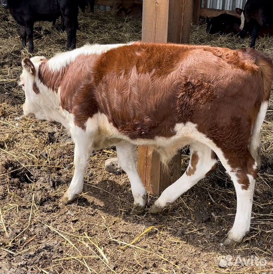 Бычки и телята герефорды