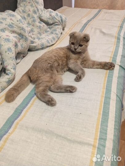 Отдам в добрые руки кошечку