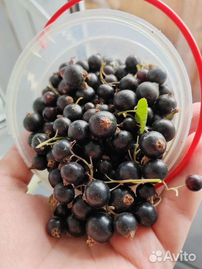 Черная смородина