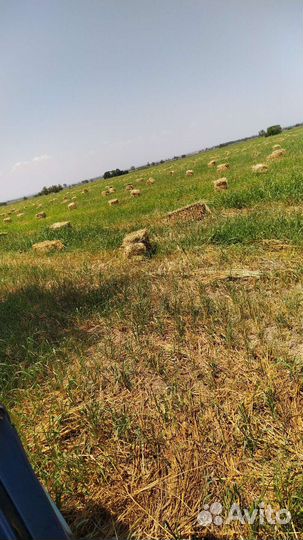 Сено суданка