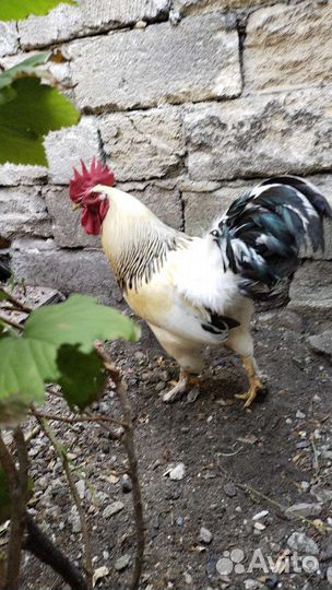 Петух доминант