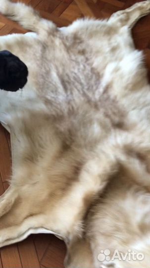 Шкура волка с головой