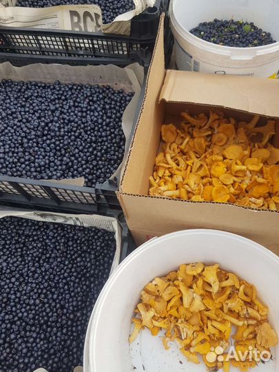 Черника сочная