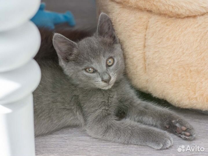 Голубая кошка котёнок ищет дом
