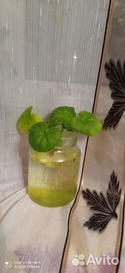 Герань пеларгония белая