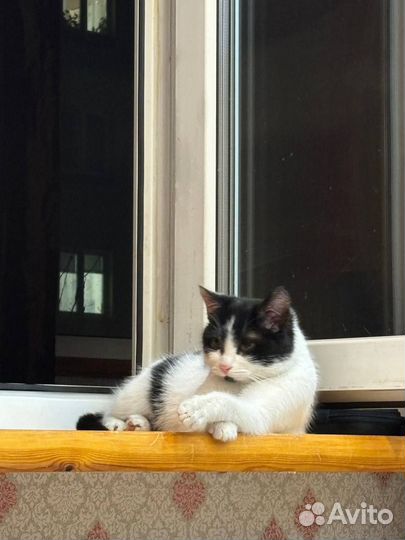 Котик -подросток