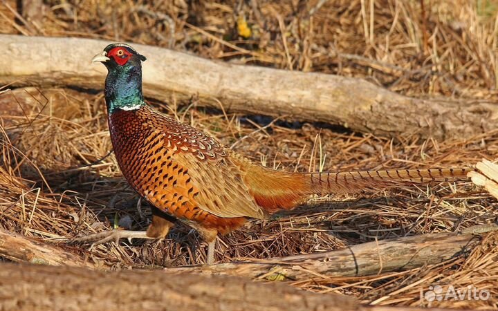 Серебряный фазан