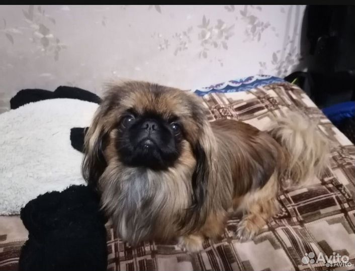 Вязка пекинес