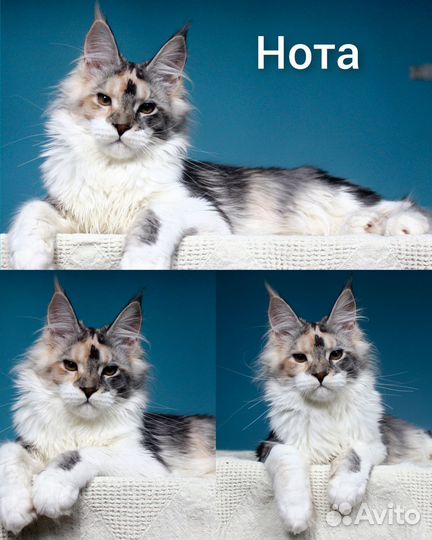 Котята мейн кун