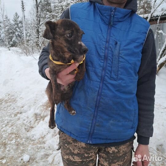 Миниатюрная собачка в приюте