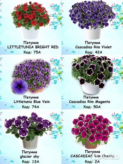 Петуния