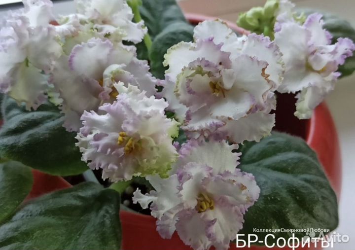 Фиалка,глоксиния