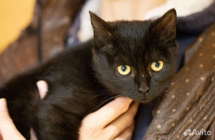 Добрая Хори в дар