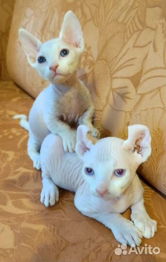 Канадский сфинкс эльф котенок