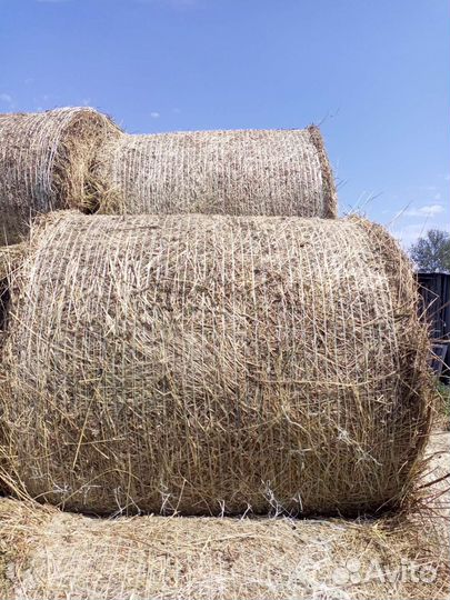 Продам сено в рулонах
